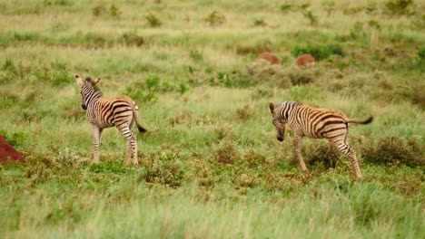 Slow-motion:-Two-Burchell's-Zebra-foals-playfully-jump-and-kick-while-walking-away-from-camera-toward-red-anthill,-between-long-green-grass-blowing-in-the-wind