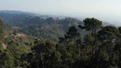Rising-over-Large-Eucalyptus-trees-in-Berkeley-hills-aerial-Northern-California