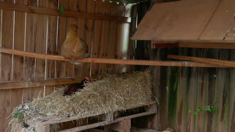 three-chickens-inside-a-hen-house-relaxing