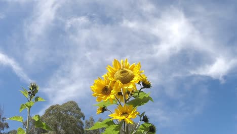Big-sunflower-with-beautiful-clear-blue-sky-background-footage