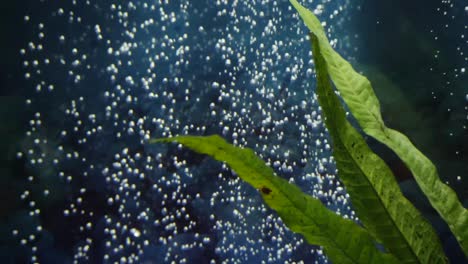 Lebende-Pflanzen-In-Sauberem-Aquarium-Mit-Blasen