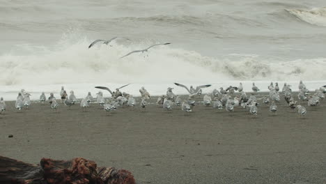 Slow-motion-wide-shot-of-seagulls-landing-on-the-beach-as-waves-crash-in-the-background