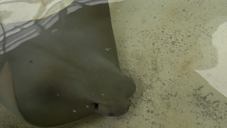 A-Stingray-Swimming-Around-in-a-Shallow-Touch-Tank-at-an-Amusement-Park,-Slow-Motion-Close-Up-with-No-People
