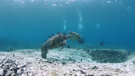 Turtles-getting-their-shell-cleaned-by-fish