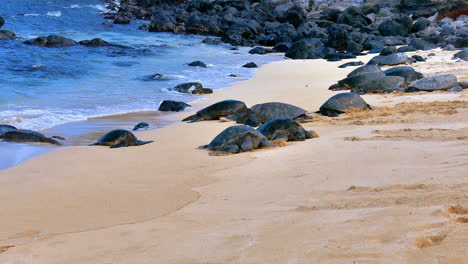 footage-of-Sea-Turtles-on-Ho'okipa-Beach,-on-the-island-of-Maui,-Hawaii