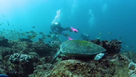 Eine-Meeresschildkröte-Ruht-In-Tropischen-Gewässern,-Während-Taucher-Vorbeischwimmen