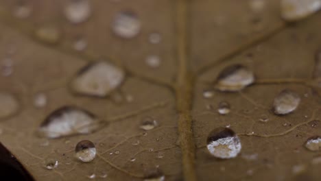 Macro-close-up-of-brown-orange-fall-leaves-with-round-rain-droplets-on-them