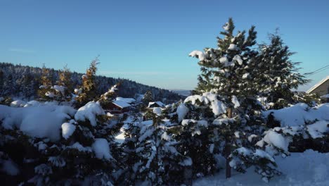 Vista-Invernal-De-Pinos-En-Noruega-En-Montañas-Llenas-De-Nieve