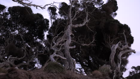 Old-twisted-Moonah-tree-along-the-beach-of-Anglesea,-Australia
