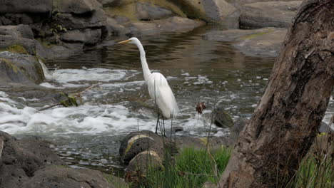 White-Australian-Egret-standing-on-rocks-in-a-fast-moving-river-water