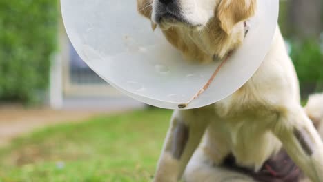 Dog-with-a-cone-around-its-head-looking-confused-and-lazy,-fresh-from-surgery