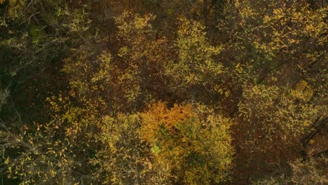 Aerial-shot-of-a-forest-at-fall
