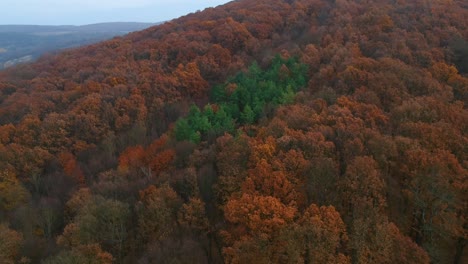Drone-footage-of-forest-at-fall