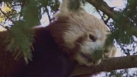 Panda-Rojo-Descansa-Sobre-Un-árbol