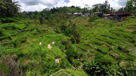 Drone-forward-shot-of-valley-with-rice-terraces-in-Ubud-on-Bali,-Indonesia