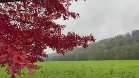 Colorful-leafs-blowing-in-the-wind-on-a-cloudy,-autumn-day