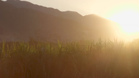 Haitian-Crops-at-Sunrise-with-mountains-in-the-background