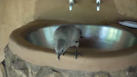 Zeitlupe-Eines-Kleinen-Wilden-Afrikanischen-Vogels,-Der-Auf-Einem-Waschbecken-Sitzt,-Sich-Duckt-Und-Davonfliegt