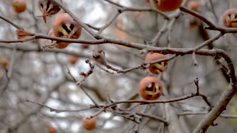 Stunning-Medlar-Tree-Full-Of-Fruits-In-Cold-Autumn-Morning
