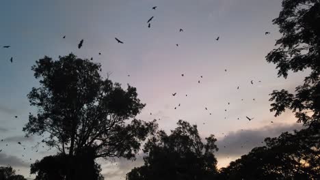 Murciélagos-Frugívoros-Volando-Mientras-Se-Pone-El-Sol-En-Port-Douglas,-Australia