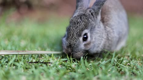 Un-Conejo-Mascota-Se-Alimenta-De-Un-Césped-Verde-En-Este-Primer-Plano