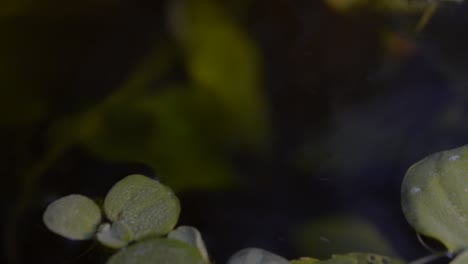 Dwarf-Water-Lettuce-in-aquarium-floating-water-plants-roots