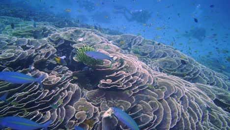 Unterwasseraufnahmen-Von-Fischen-Und-Tauchern-An-Einem-Korallenriff