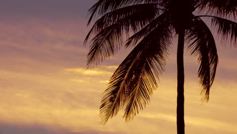 Silhouette-of-a-large-palm-tree-against-a-colourful-sunset-background