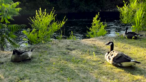 Calm,-stable-shot-of-three-Canadian-geese-laying-near-a-lake-in-Ottawa,-Ontario