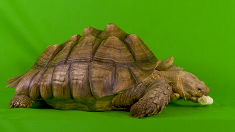 Weitwinkelaufnahme-Einer-Sulcata-Spornschildkröte,-Die-Auf-Grünem-Bildschirm-Eine-Banane-Frisst