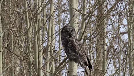 Close-up-of-Great-Grey-Owl-perched-in-a-tree-along-rural-road-in-the-foothills-of-south-western-Alberta