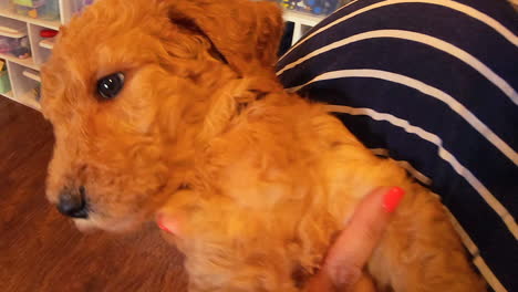 4k-footage-of-a-6-week-old-F1B-Goldendoodle-being-cuddled