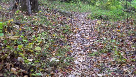 Langsamer-Spaziergang-Durch-Den-Wald-Im-Herbst