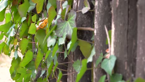 Beautiful-green-African-Ivy-growing-on-an-old-fence