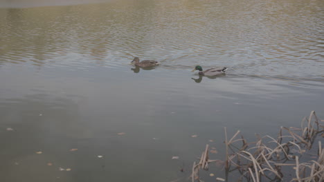 Ducks-Swimming-Across-Pond---Lake-In-Autumn---Fall,-In-Slow-Motion---Ungraded