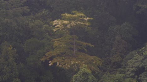Lluvia-Golpeando-Los-árboles-En-Malasia