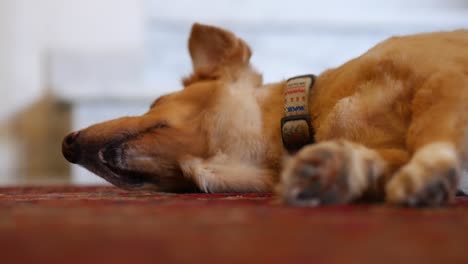 Tiefansicht-Eines-Schläfrigen-Hundes,-Der-Sich-Auf-Einem-Teppichboden-Entspannt-Und-Dehnt