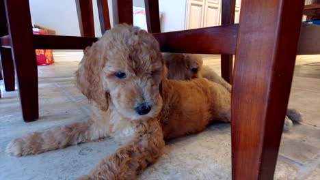 2-Goldendoodles-Puppies-laying-on-a-tile-floor