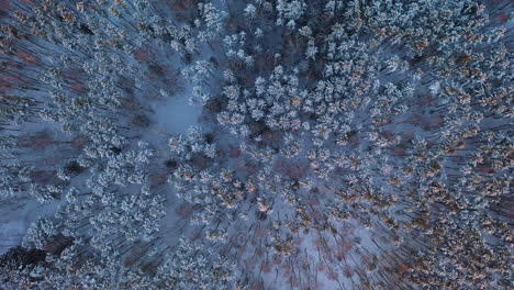 Luftaufnahme:-Langsam-Aufsteigend-über-Einem-Unglaublich-Blauen-Winterwald