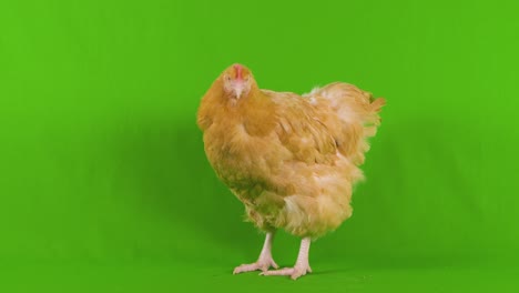Chicken-on-green-screen-nervously-looks-around-and-behind,-as-if-paranoid