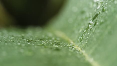 Rain-drops-on-the-leaf-macro-slowmotion