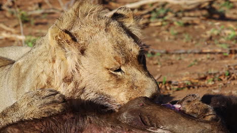 Drei-Jahre-Alter-Männlicher-Löwe-Ernährt-Sich-Am-Späten-Vormittag-Von-Einem-Afrikanischen-Büffel---Greater-Kruger-National-Park