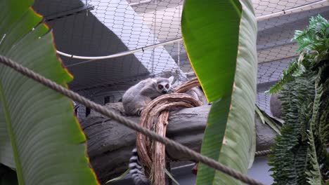 Nahaufnahme-Eines-Lemuren,-Der-Auf-Einem-Baum-Steht-Und-Dabei-In-Die-Kamera-Blickt