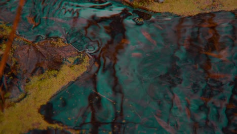Timelapse-of-crazy-coloured,-poisoned-and-polluted-water-flowing-through-a-creek-in-a-dark-forest