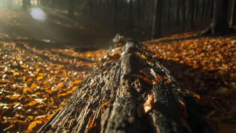 Cinematic-timelapse-of-fog-hovering-over-an-old-fallen-tree-in-a-forest-at-sunrise-golden-hour