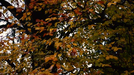 Kalte-Herbstbrise-Bewegt-Bunte-Gelbliche-Blätter-Im-Park-An-Einem-Kalten,-Nassen-Nachmittag,-Neigung