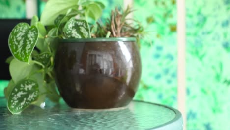 Pflanzen-Auf-Einem-Glastisch-Oder-Blick-Auf-Einen-Tisch-Mit-Pflanzen
