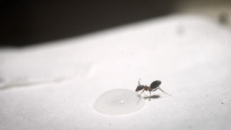 An-ant-drinking-from-a-droplet