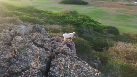 Eine-Braun-weiße-Ziege-Steht-Am-Rand-Einer-Klippe-Am-Nördlichen-Ende-Von-Aruba