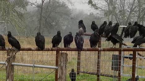 Birds-gather-on-a-fence-in-Texas